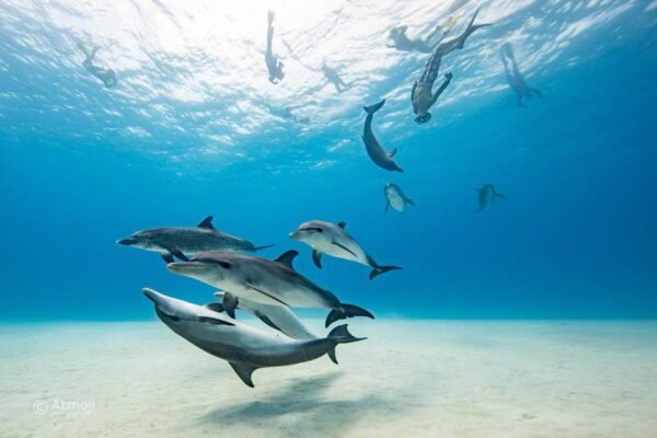 Dolphin House Hurghada – Swim with Dolphins & Snorkeling Boat Trip