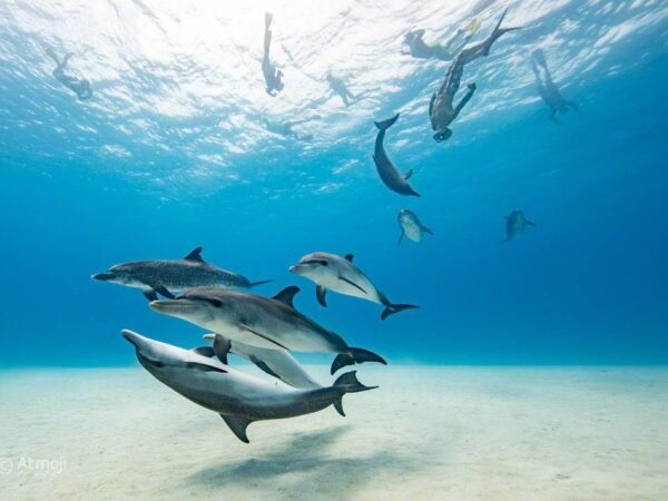 Dolphin House Hurghada – Swim with Dolphins & Snorkeling Boat Trip