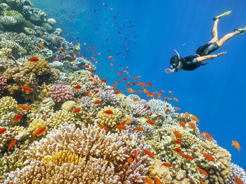 Hurghada Scuba Diving Price Guide 2025: Certified 2-Dive Cost (€50)3