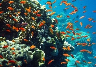  Hurghada Snorkeling 2026: 7 Best Spots + Honest Local Tips