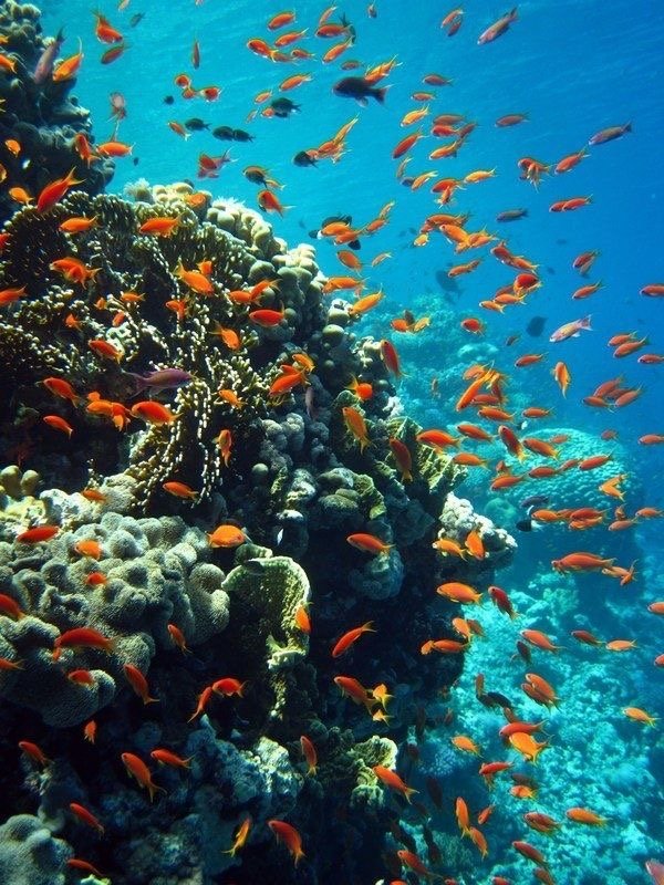 "Giftun Island snorkeling Hurghada 2026 - healthy coral reef"