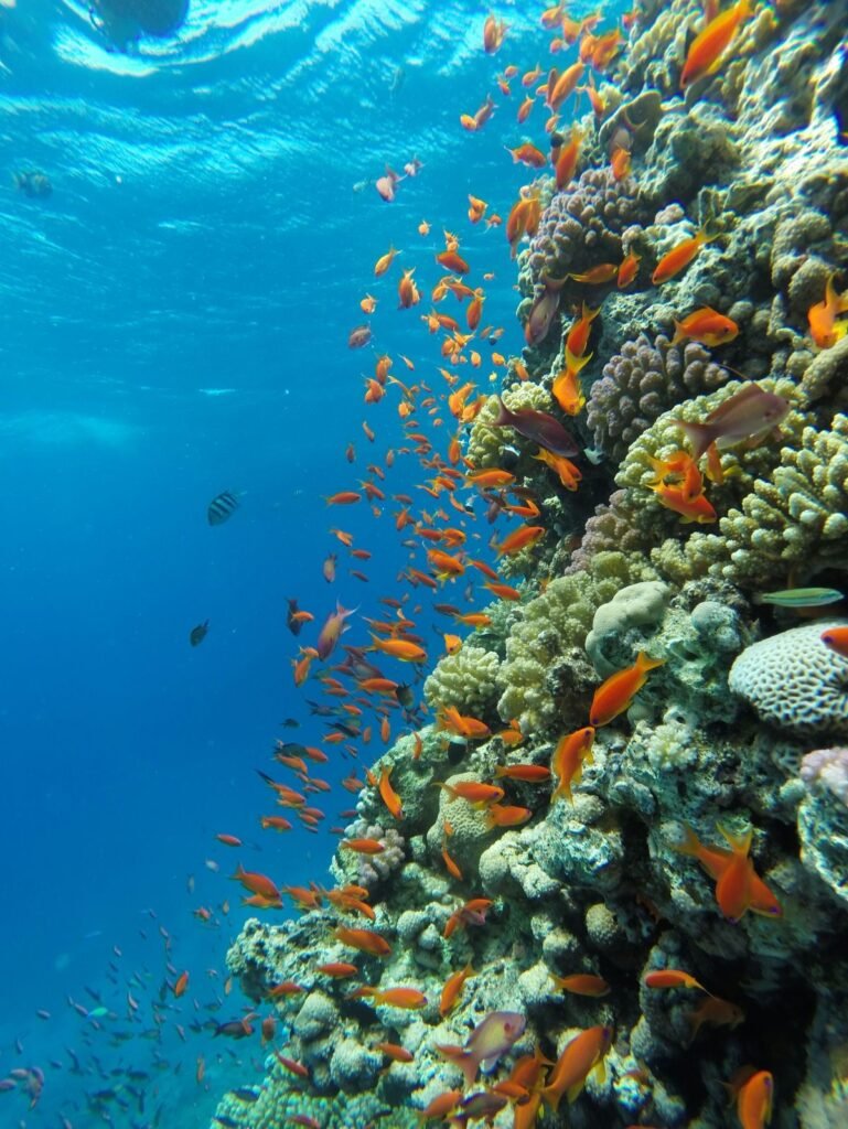 "Abu Ramada Island snorkeling - sea turtle spotting spot"