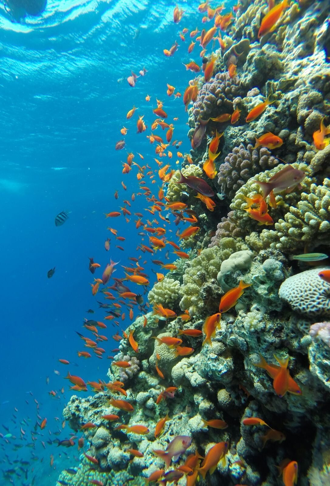 snorkeling - sea turtle spotting spot