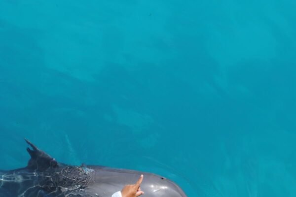 Dolphin House Hurghada | Swim with Dolphins