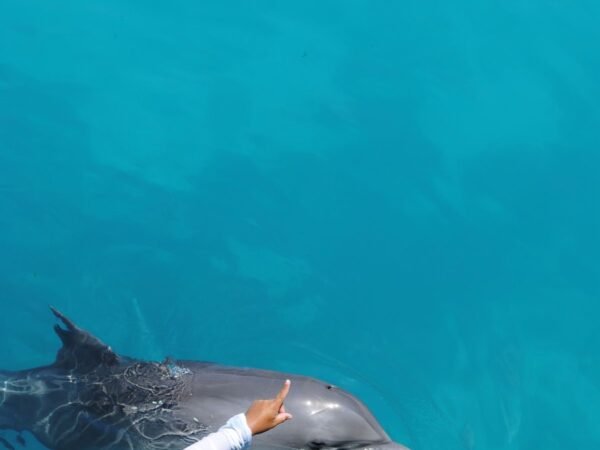 Dolphin House Hurghada | Swim with Dolphins