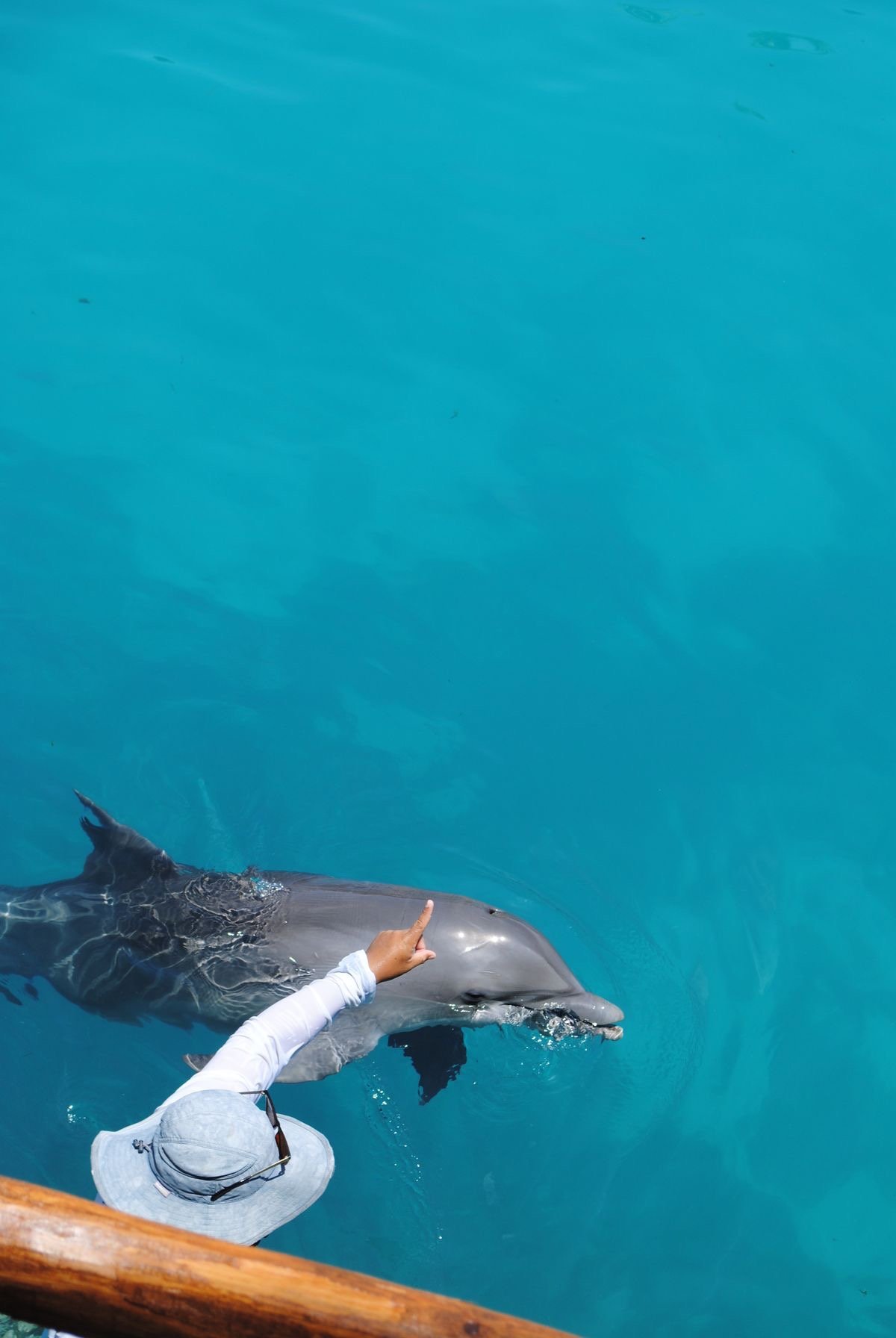 Guests enjoying a dolphin encounter at Dolphin House, Red Sea Egypt