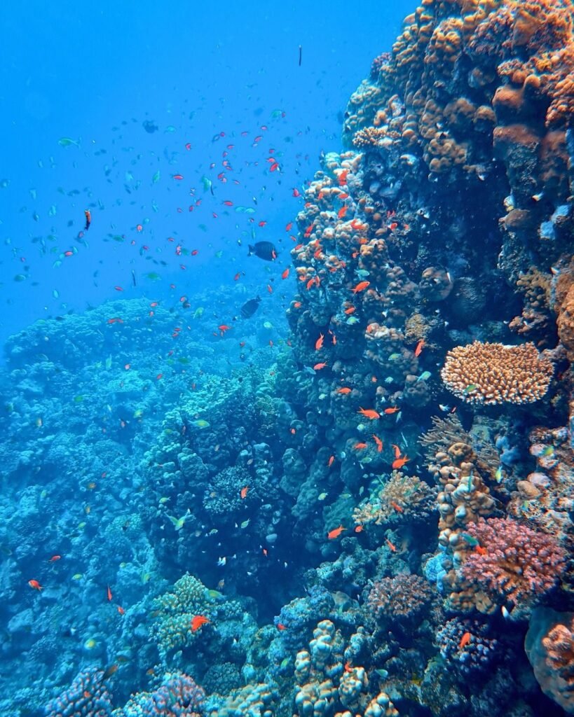 "Abu Ramada Island snorkeling - sea turtle spotting spot"