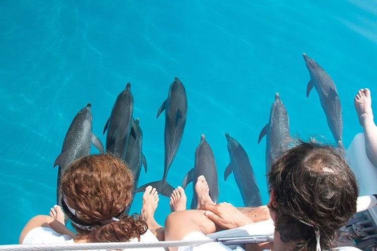 "Giftun Island snorkeling Hurghada 2026 - healthy coral reef"