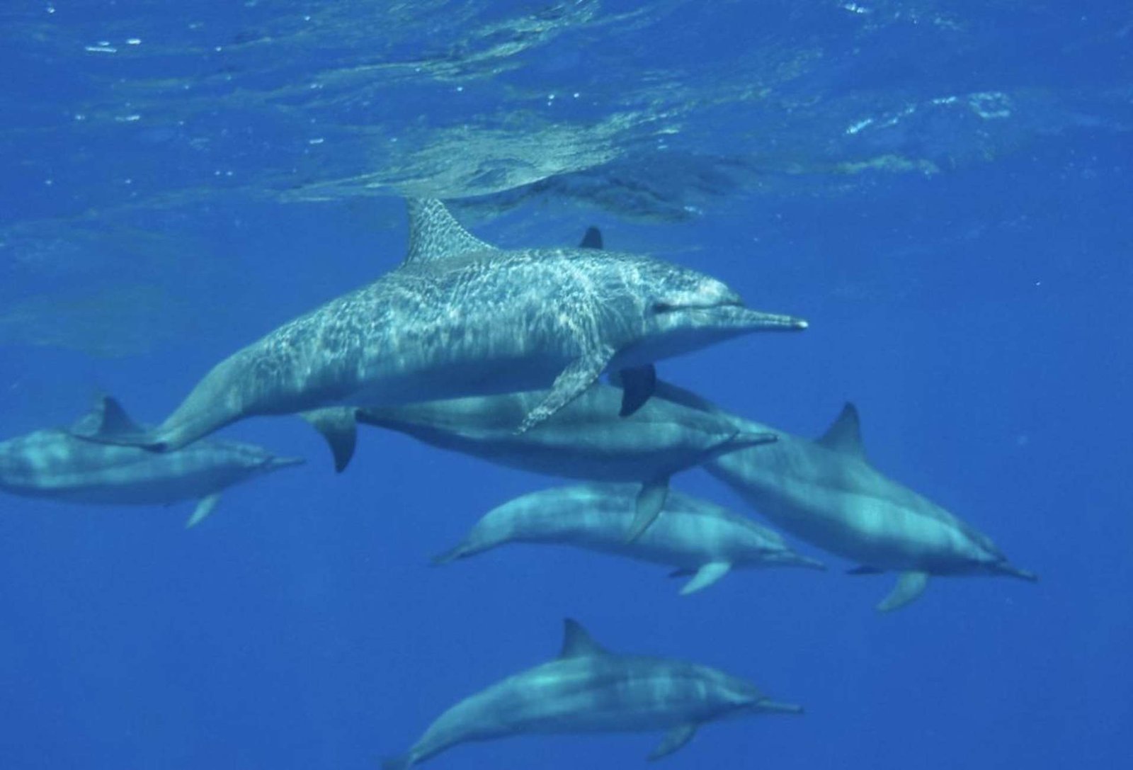 Hurghada Scuba Diving Price Guide 2025: Certified 2-Dive Cost (€50)2