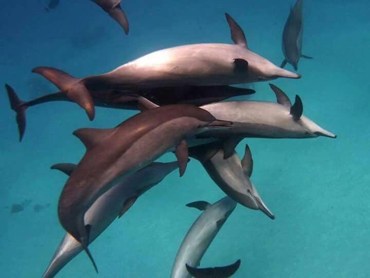 Guests enjoying a dolphin encounter at Dolphin House, Red Sea Egypt
