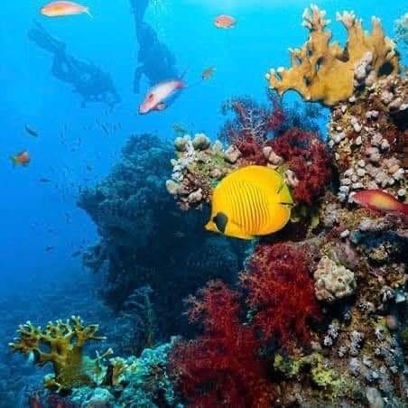 Beachside buffet lunch served on Utopia Island Safaga.