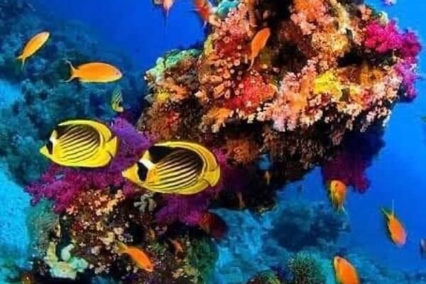 Sharm El Naga Snorkeling Trip from Hurghada – Natural Reef Paradise