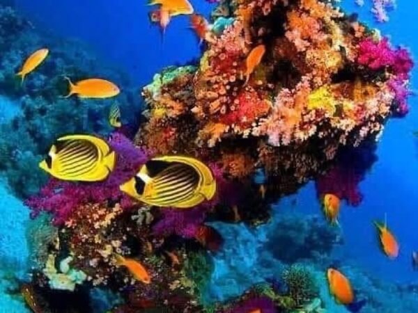 Sharm El Naga Snorkeling Trip from Hurghada – Natural Reef Paradise