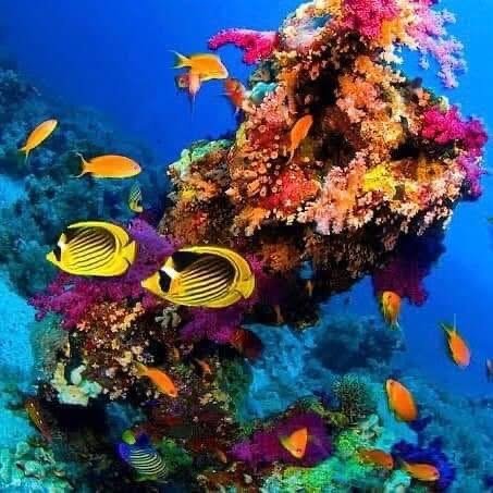 Beachside buffet lunch served on Utopia Island Safaga.