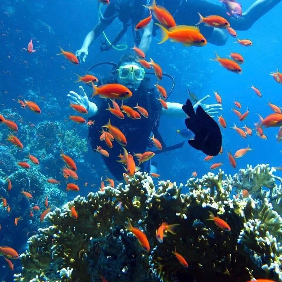 Utopia Island Safaga snorkeling coral garden reef fish..