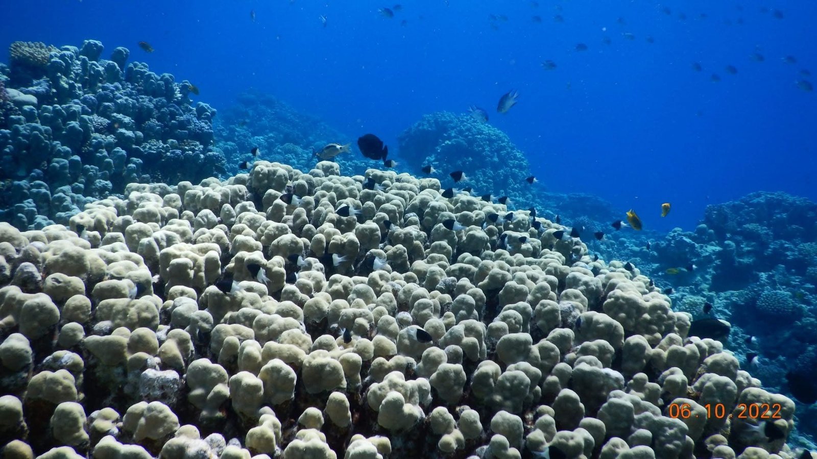 Powdery white sand and turquoise shallows on Utopia Island Safaga.