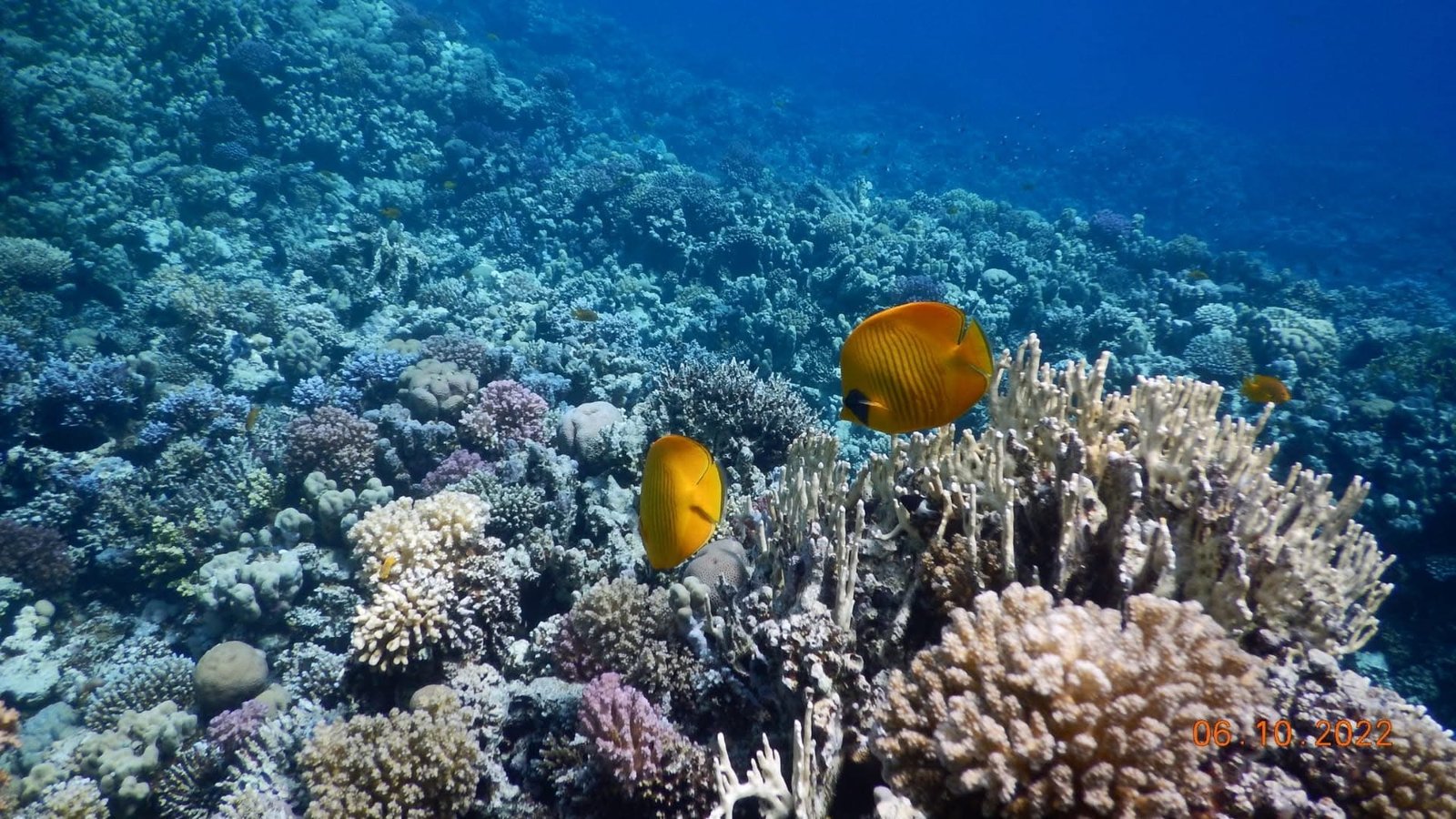 Powdery white sand and turquoise shallows on Utopia Island Safaga.,,,