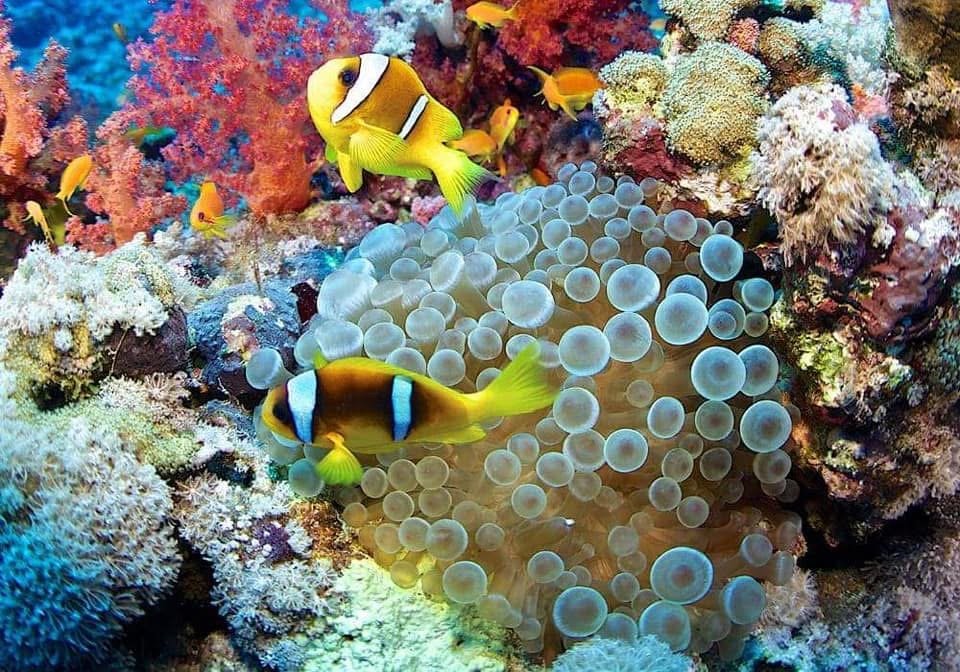 "Abu Ramada Island snorkeling - sea turtle spotting spot"