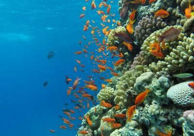 Coral Reefs Hurghada 2026: Underwater Photography Guide