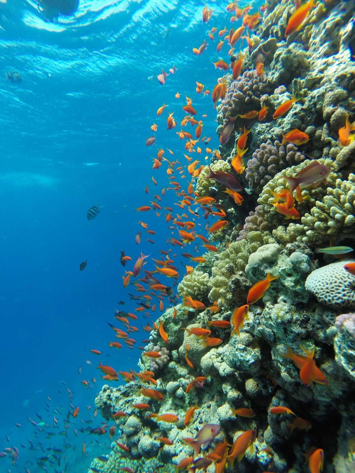 Capturing Hurghada Reef in Poor Visibility