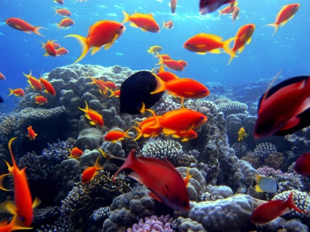 Macro Photography of Clownfish in Hurghada