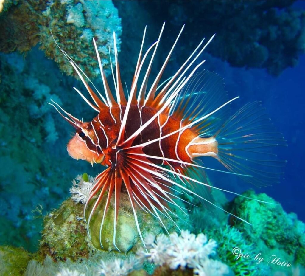 Vibrant Red Sea Reef Photography
