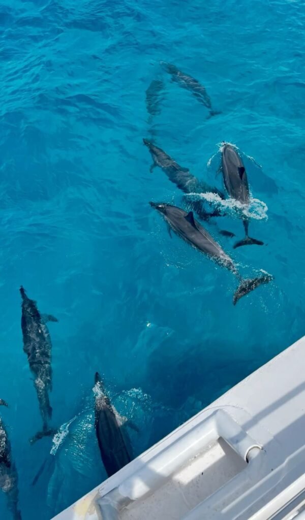 Wild spinner dolphins swimming underwater at Shaab Samadai Dolphin House Hurghada Red Sea]