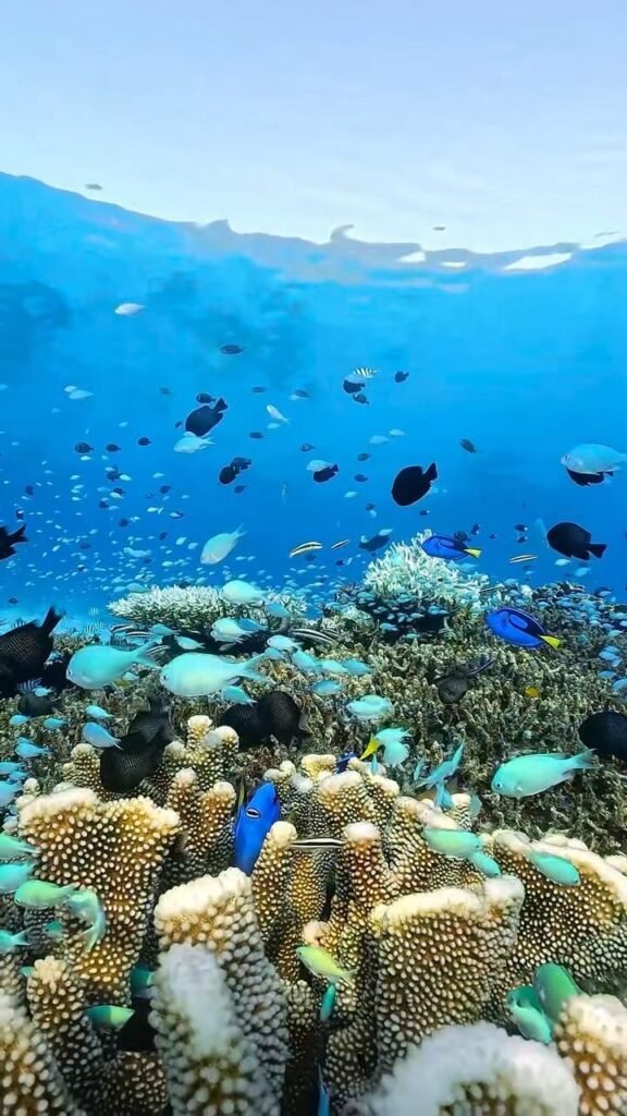  Carless Reef Hurghada offshore reef clear water low boat traffic snorkeling Red Sea]