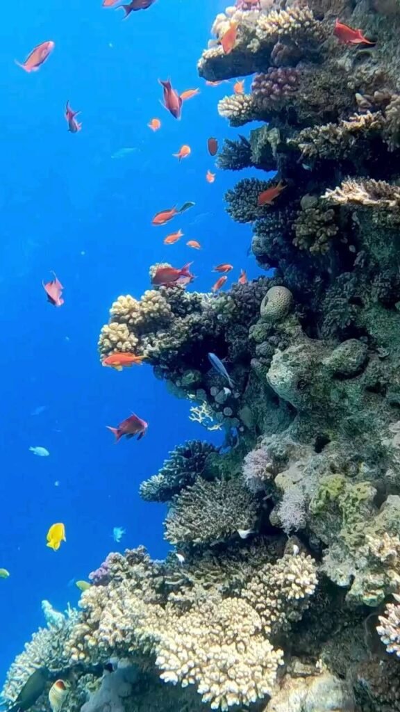 Sha'ab Shalheim reef south Giftun Hurghada Red Sea healthy coral reef few tourists]