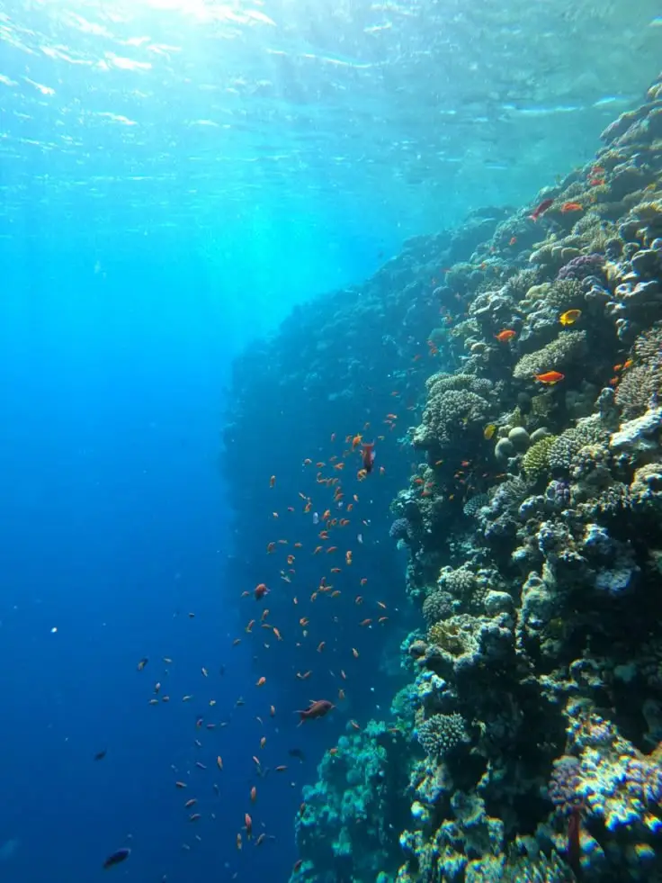 Spinner dolphins swimming with snorkelers at Shaab El Erg reef Hurghada Red Sea