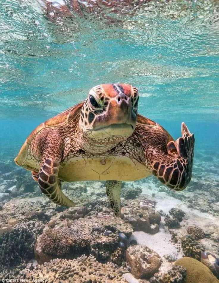  Green sea turtle swimming above coral reef Umm Gamar Island Hurghada Red Sea snorkeling]
