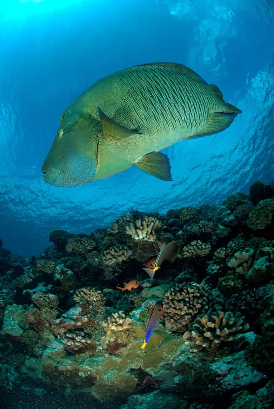 Napoleon wrasse swimming over coral table at Erg Abu Ramada reef Hurghada Red Sea]