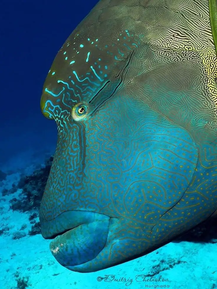 Napoleon wrasse swimming over coral table at Erg Abu Ramada reef Hurghada Red Sea]