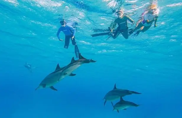 Spinner dolphins swimming with snorkelers at Shaab El Erg reef Hurghada Red Sea
