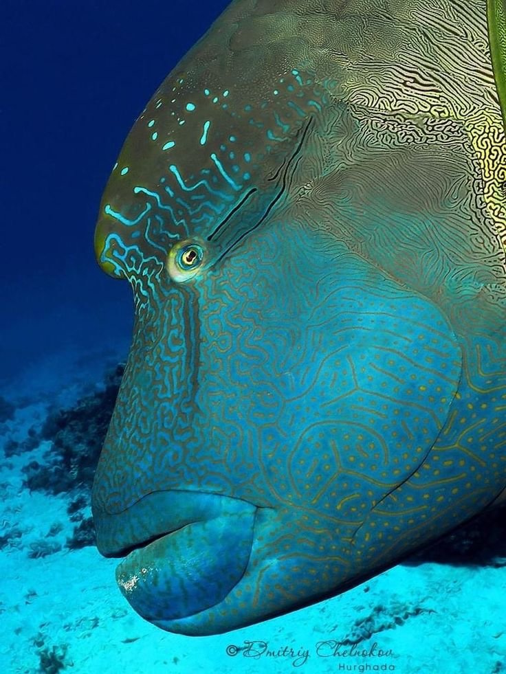Napoleon wrasse and reef fish at Erg Abu Ramada snorkeling spot Red Sea Hurghada