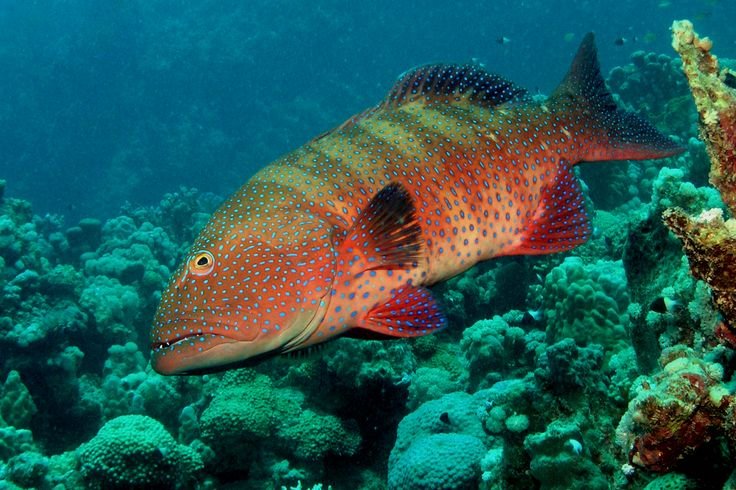 red-sea-hurghada-coral-reef.