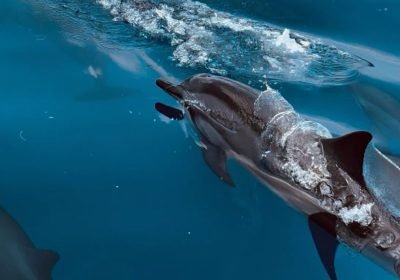 Dolphin House Hurghada 2026 – Swim with Wild Dolphins Full Guide