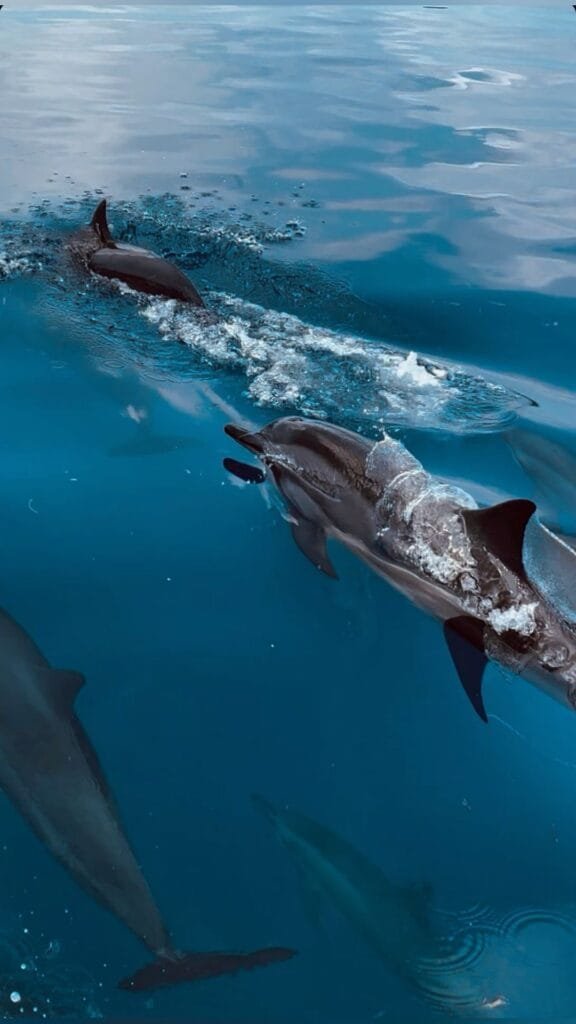  Spinner dolphins arcing past snorkeler in Zone B Dolphin House Shaab Samadai]