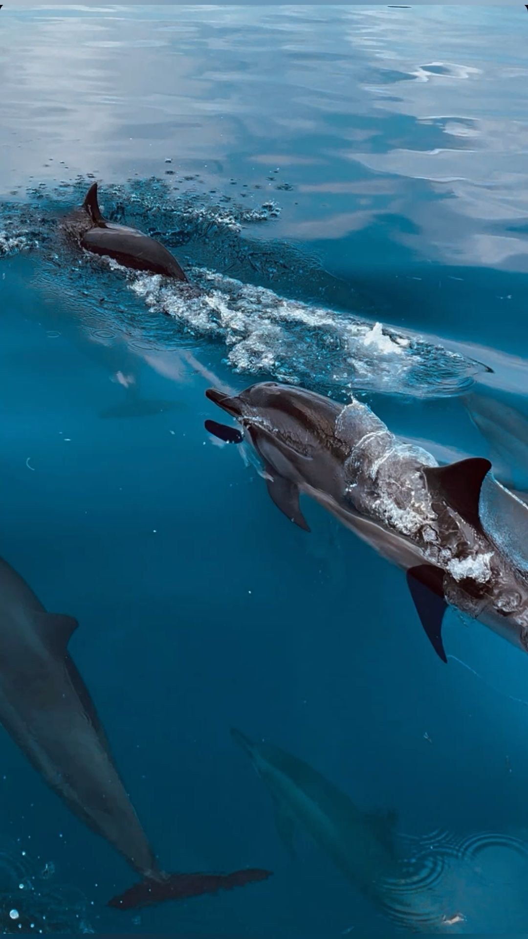 Spinner dolphins arcing past snorkeler in Zone B Dolphin House Shaab Samadai]