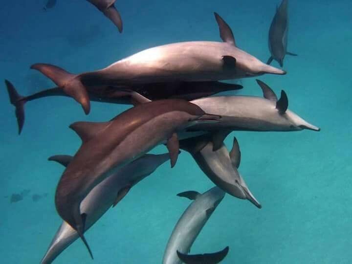  Wild spinner dolphins swimming underwater at Shaab Samadai Dolphin House Hurghada Red Sea]