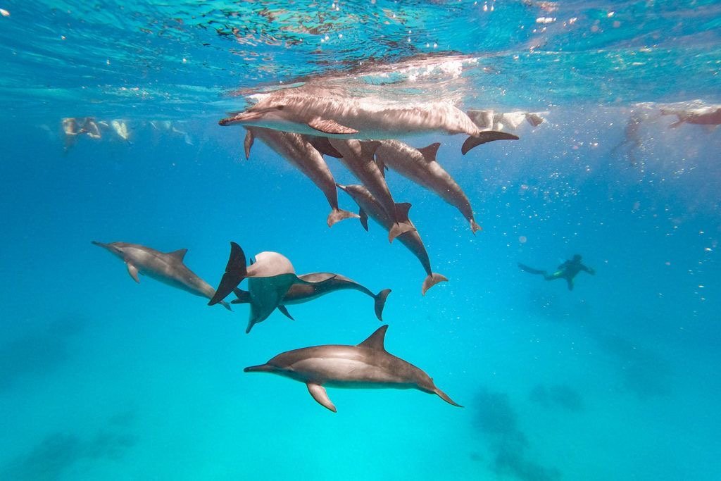  Wild spinner dolphins swimming underwater at Shaab Samadai Dolphin House Hurghada Red Sea]