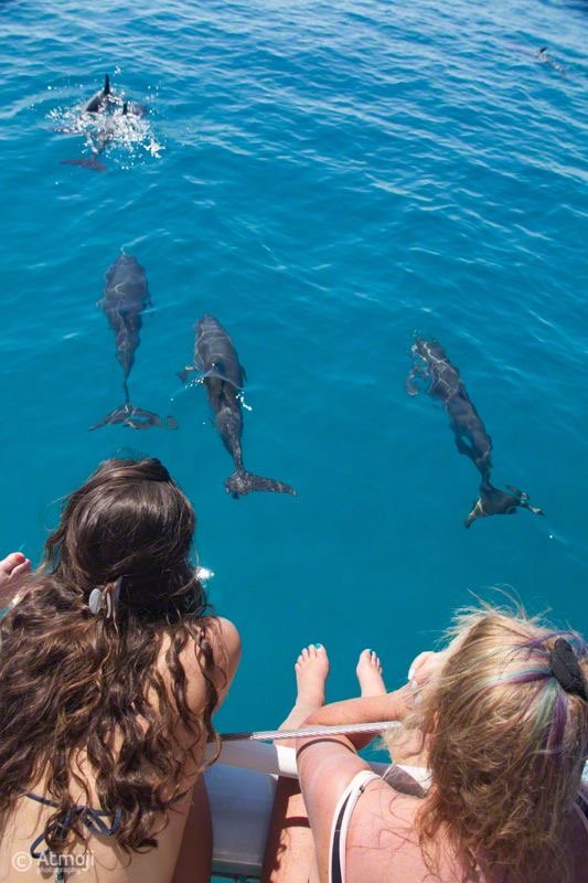 Coral reef inside Shaab Samadai lagoon Dolphin House snorkeling clear water]